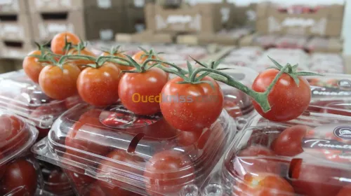 Tomate Cerise 