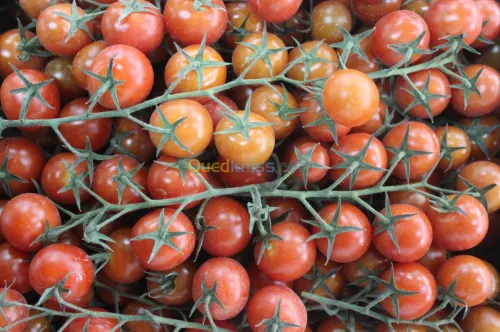 Tomate Cerise 