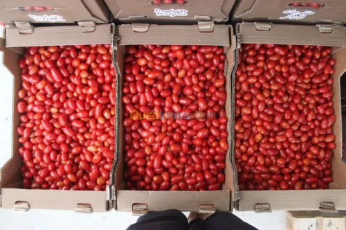Tomate Cerise 