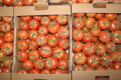 Tomate Vrac et Grappe