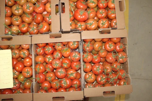 Tomate Vrac et Grappe