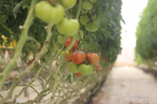 Tomate Vrac et Grappe