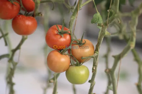 Tomate Vrac et Grappe