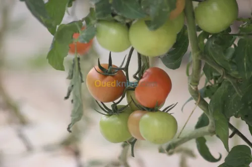 Tomate Vrac et Grappe