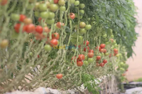 Tomate Vrac et Grappe