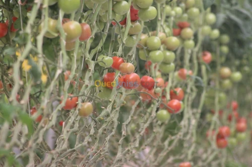 Tomate Vrac et Grappe