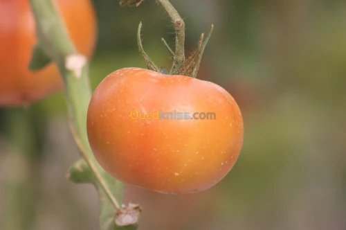 Tomate Vrac et Grappe