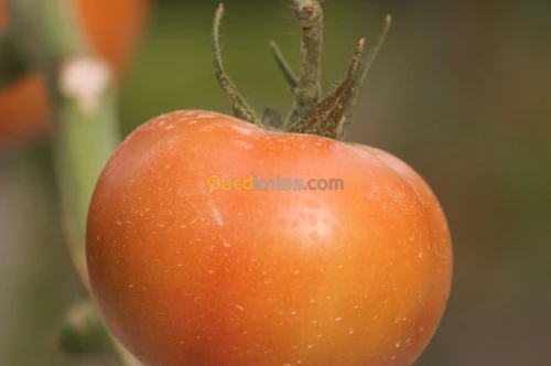 Tomate Vrac et Grappe