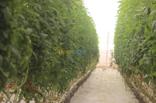 Tomate Vrac et Grappe