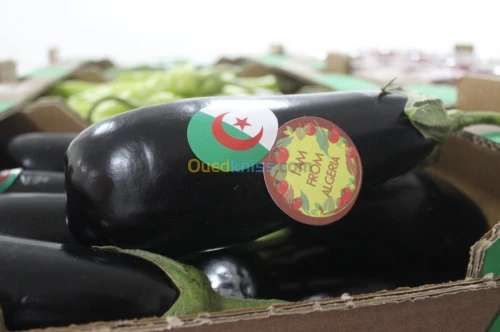 Aubergine 