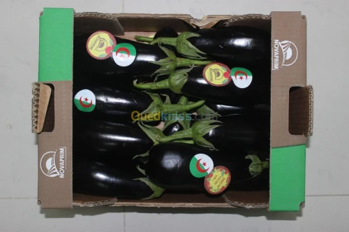 Aubergine 