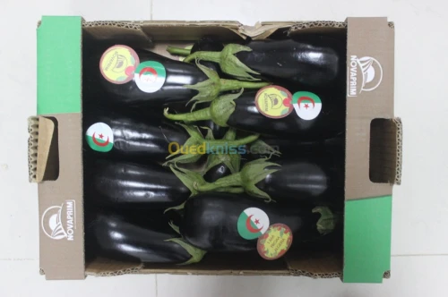 Aubergine 
