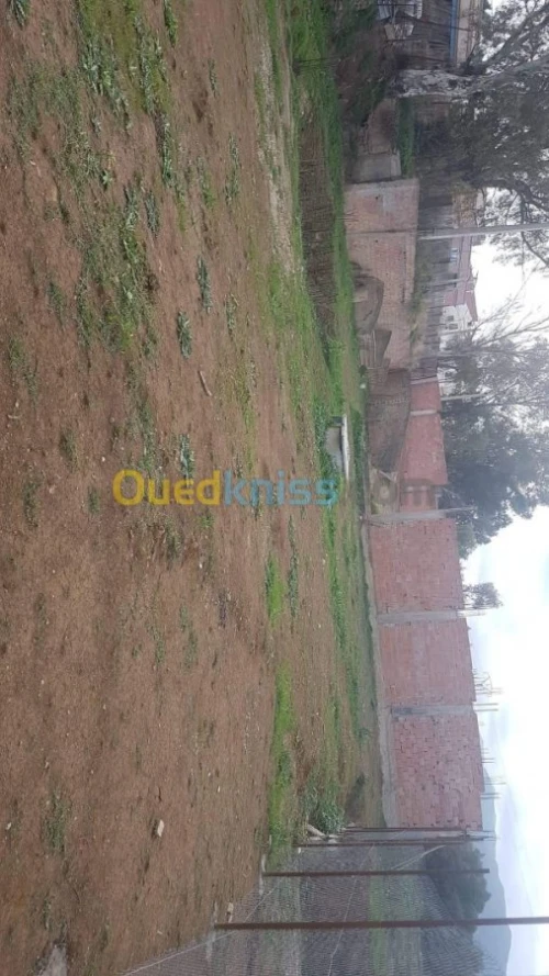 Vente Carcasse Blida El affroun