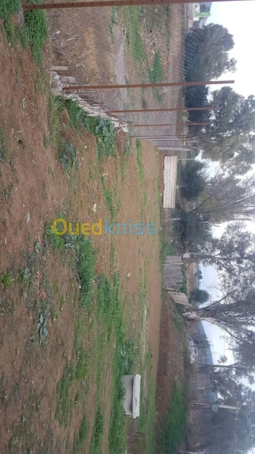 Vente Carcasse Blida El affroun