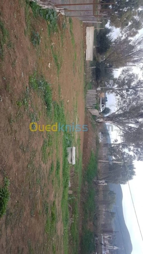 Vente Carcasse Blida El affroun