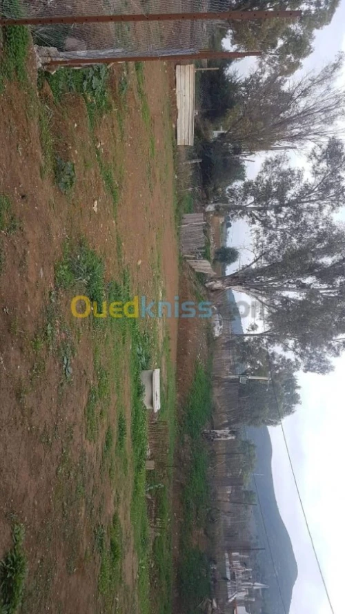 Vente Carcasse Blida El affroun