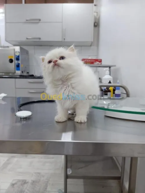 Cabinet Vétérinaire NHLoucif (ALGER)