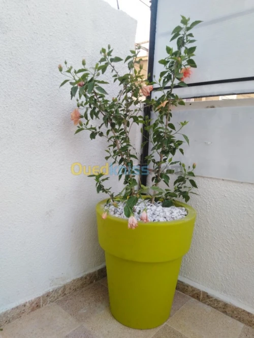 Pot de fleur