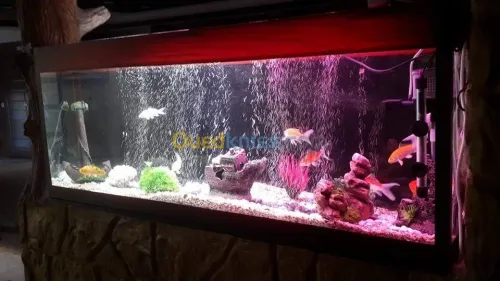 Fabrication et entretien des aquarium 