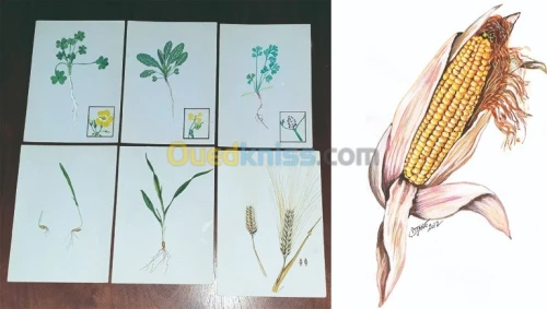 Illustrations & dessins 