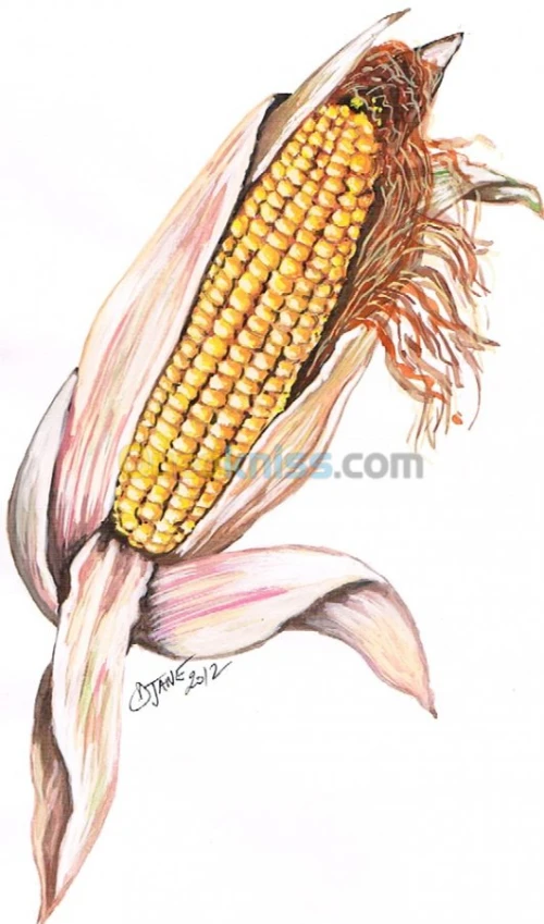 Illustrations & dessins 