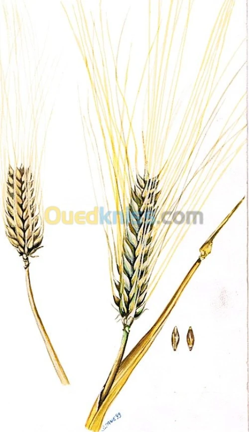 Illustrations & dessins 