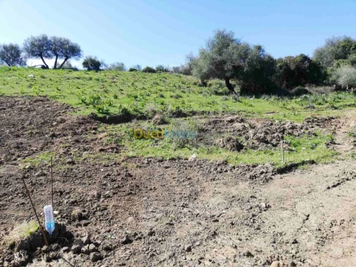 Vente Terrain Jijel Kaous