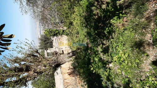 Vente Terrain Agricole Tlemcen Tlemcen