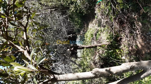 Vente Terrain Agricole Tlemcen Tlemcen