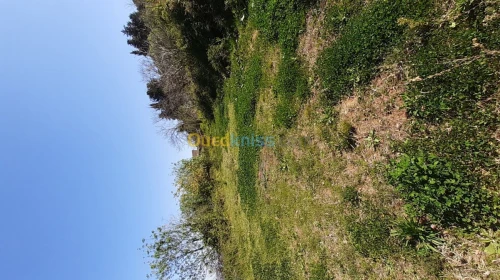 Vente Terrain Agricole Tlemcen Tlemcen