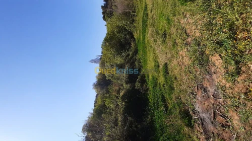 Vente Terrain Agricole Tlemcen Tlemcen