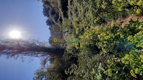 Vente Terrain Agricole Tlemcen Tlemcen