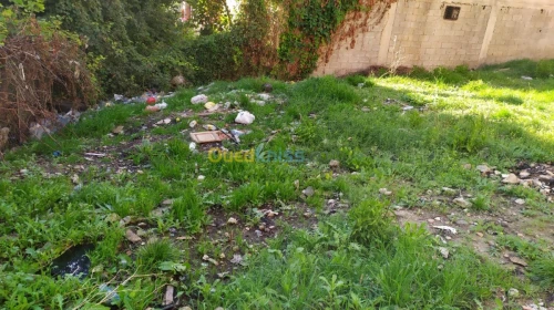 Vente Terrain Constantine Constantine