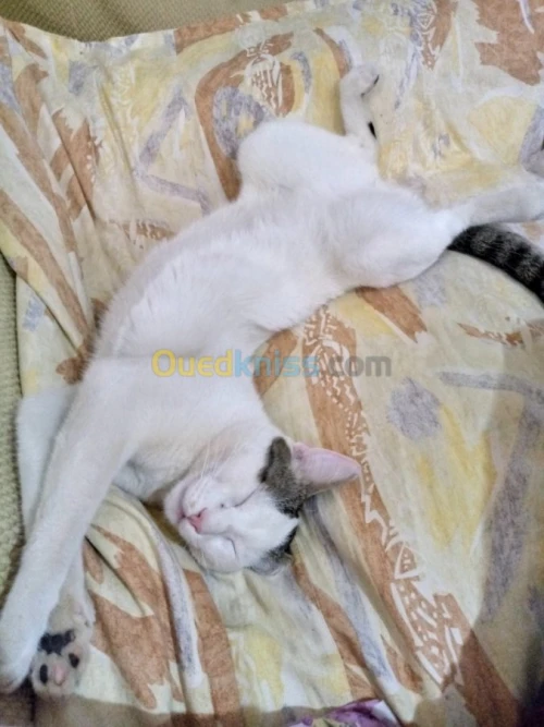 Gardiennage des chats 