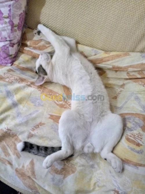 Gardiennage des chats 