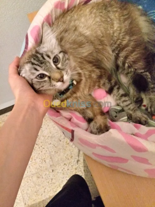Gardiennage des chats 