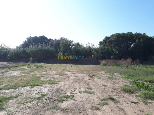 Vente Terrain Blida Chebli