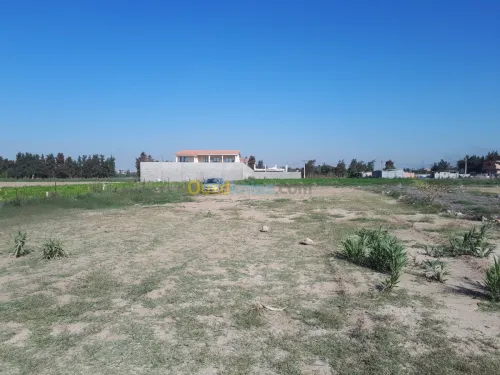 Vente Terrain Blida Chebli