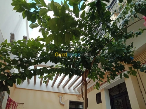 Vente Villa Relizane Oued rhiou