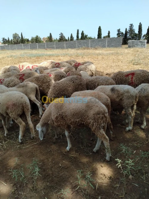 Mouton de l'Aide 