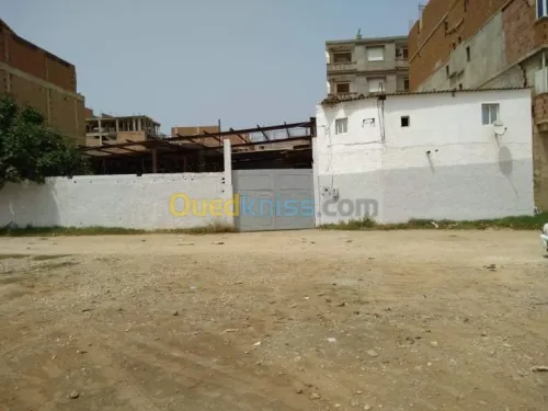 Vente Hangar Alger Bordj el kiffan