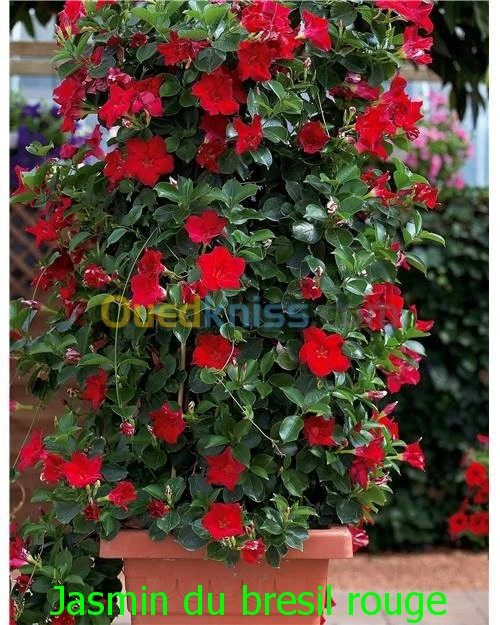 Jasmin جميع انواع الياسمين وسلطان الغا