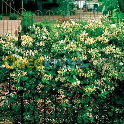 Jasmin جميع انواع الياسمين وسلطان الغا