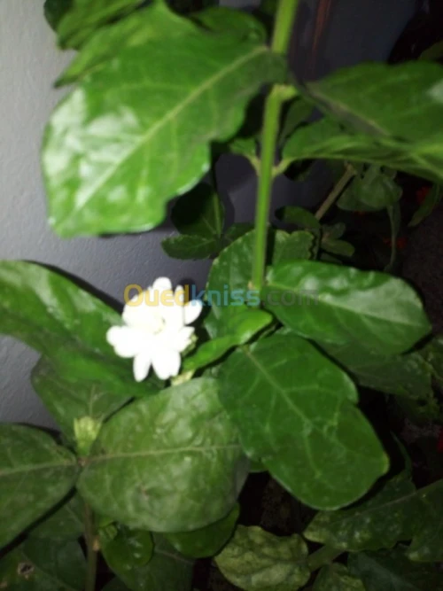 Jasmin جميع انواع الياسمين وسلطان الغا
