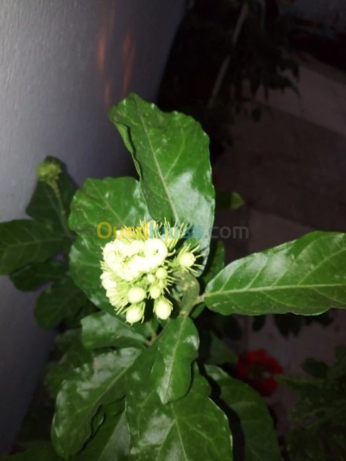 Jasmin جميع انواع الياسمين وسلطان الغا