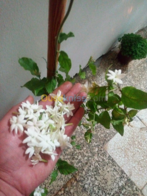 Jasmin جميع انواع الياسمين وسلطان الغا