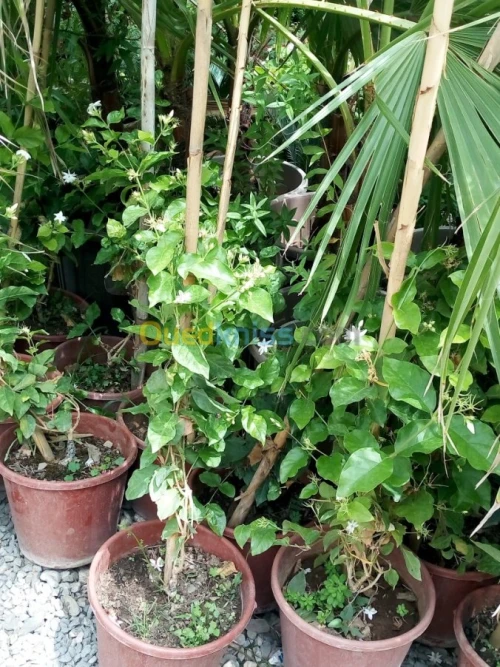 Jasmin جميع انواع الياسمين وسلطان الغا