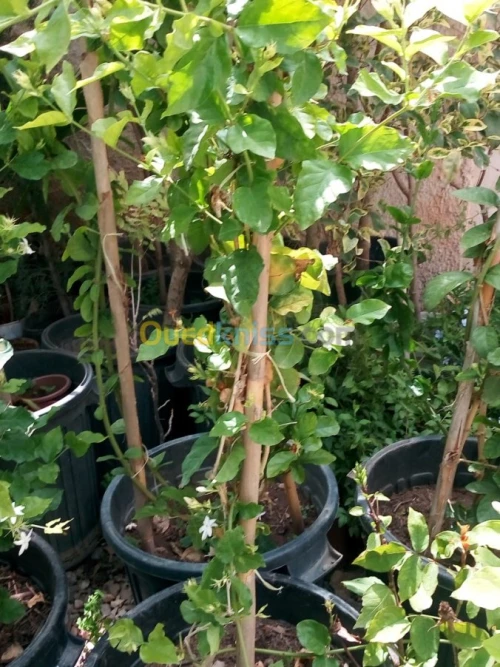 Jasmin جميع انواع الياسمين وسلطان الغا