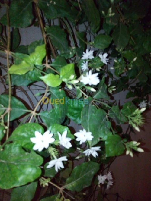 Jasmin جميع انواع الياسمين وسلطان الغا