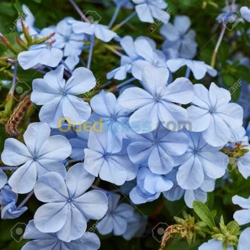 Jasmin جميع انواع الياسمين وسلطان الغا